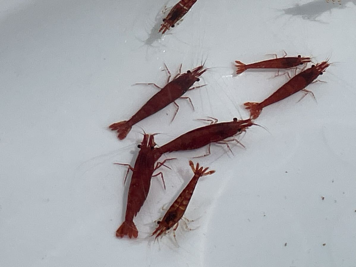  red Cherry shrimp 50 pcs plus @ finger . city natural hot spring water .... middle 