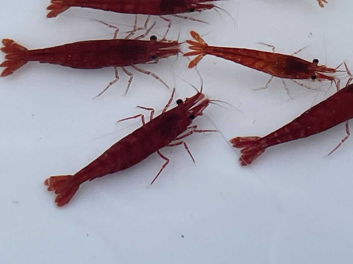  red Cherry shrimp 50 pcs plus @ finger . city natural hot spring water .... middle 