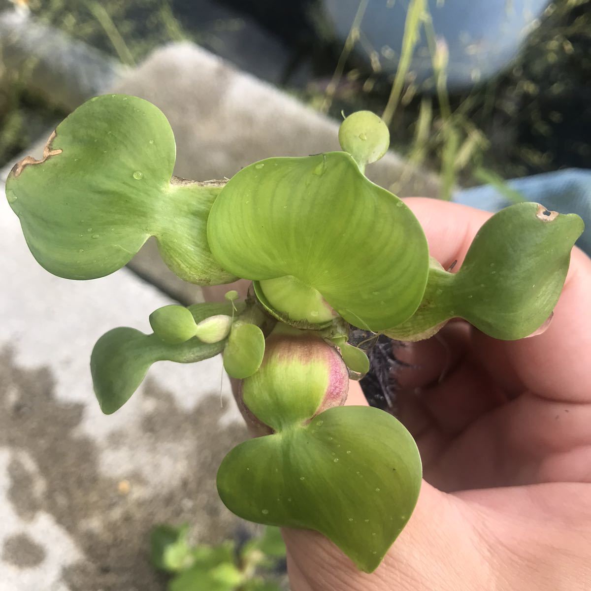 送料無料鹿児島指宿産　姫ホテイアオイ子株(ミニホテイ)天然物　10株　浮草_画像3