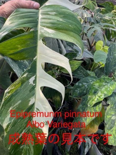 310 斑入り エピプレムナム　ピナッム　'ホワイト　バリエゲィテッド' Epipremunm pinnatum 'White variegated' ハブカズラ属　白斑_画像1
