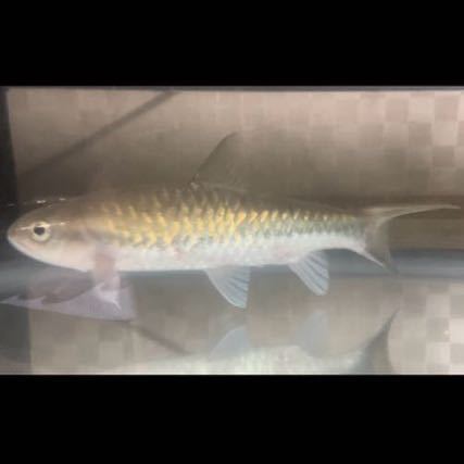 ブルーフィンカープ　目測25センチ程度　引き取り限定　バルブ　コイ　熱帯魚　大型魚　マハシール　Neolissochilus _画像2