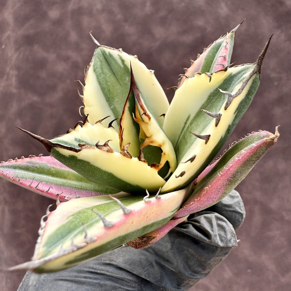 【Lj_plants】H33 アガベ チタノタ　スナグルトゥース 極上斑 覆輪錦 綺麗株_画像6