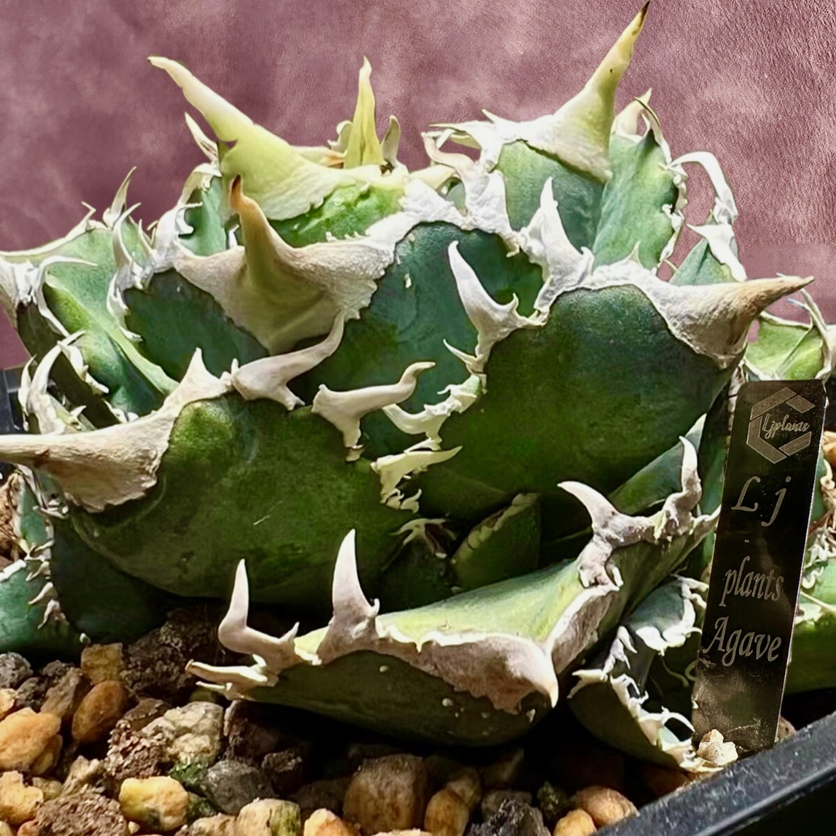 Yahoo!オークション - 【Lj_plants】H80 厳選 アガベ チタノタ Yahoo!オークション - 【Lj_plants】H80 厳選 アガベ チタノタ