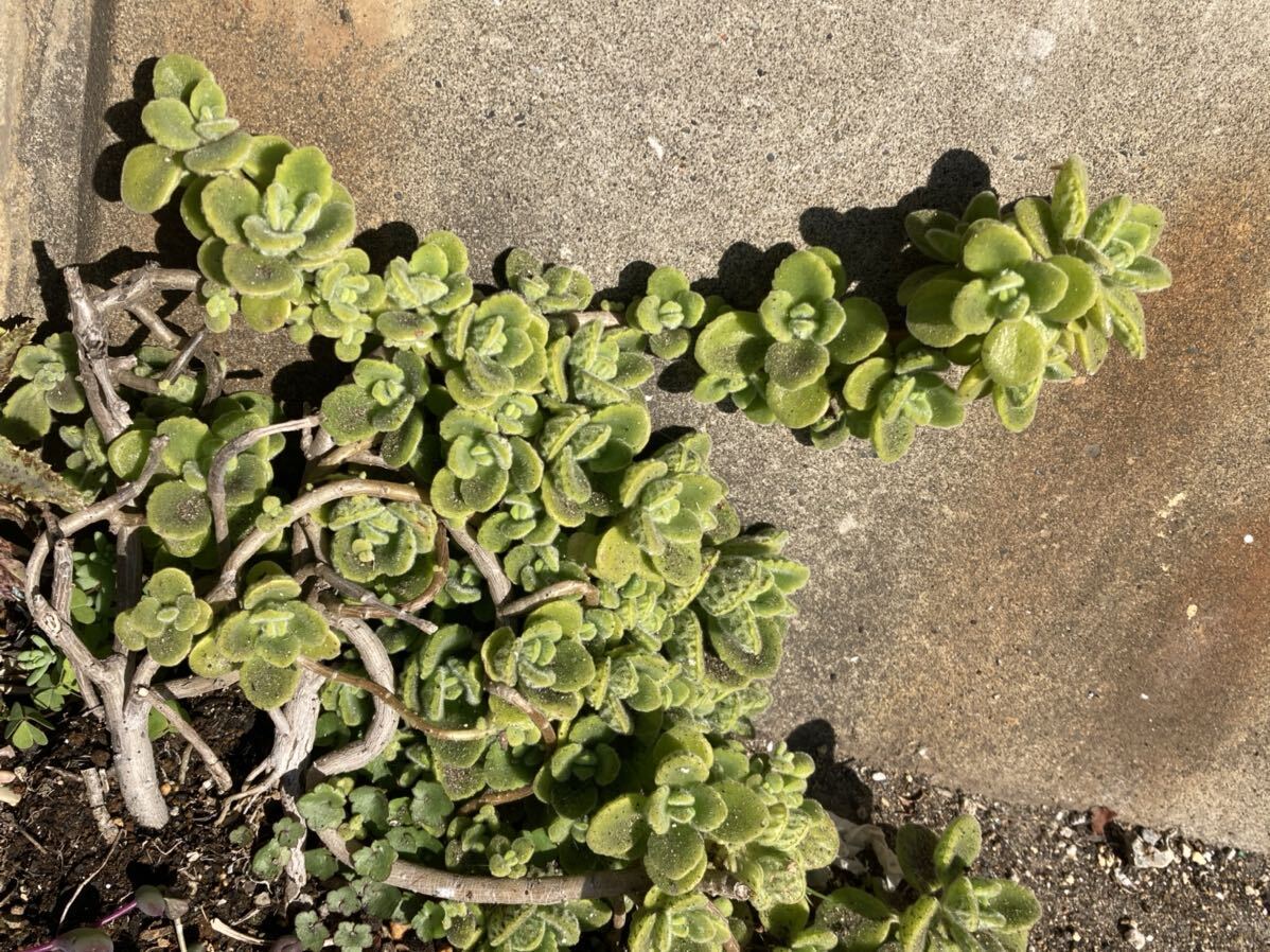 【多肉植物 】プラクトランサス属　アロマティカス 長さ10cm程度1カット　※カット苗です_画像1