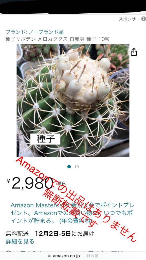 【種子】サボテン　メロカクタス　白麗雲　種子　30粒　(Amazonでは当方の取り扱いありません)_画像3