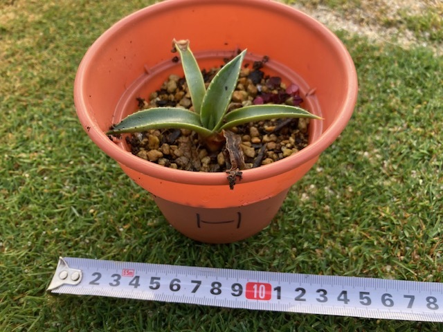 ◆　アガベ サルミアナ ★Agave Salmiana★　9センチ　良品　◆_画像3