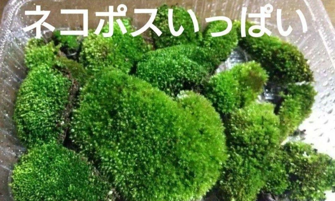 ホソウリゴケ 苔 天然 盆栽_画像1