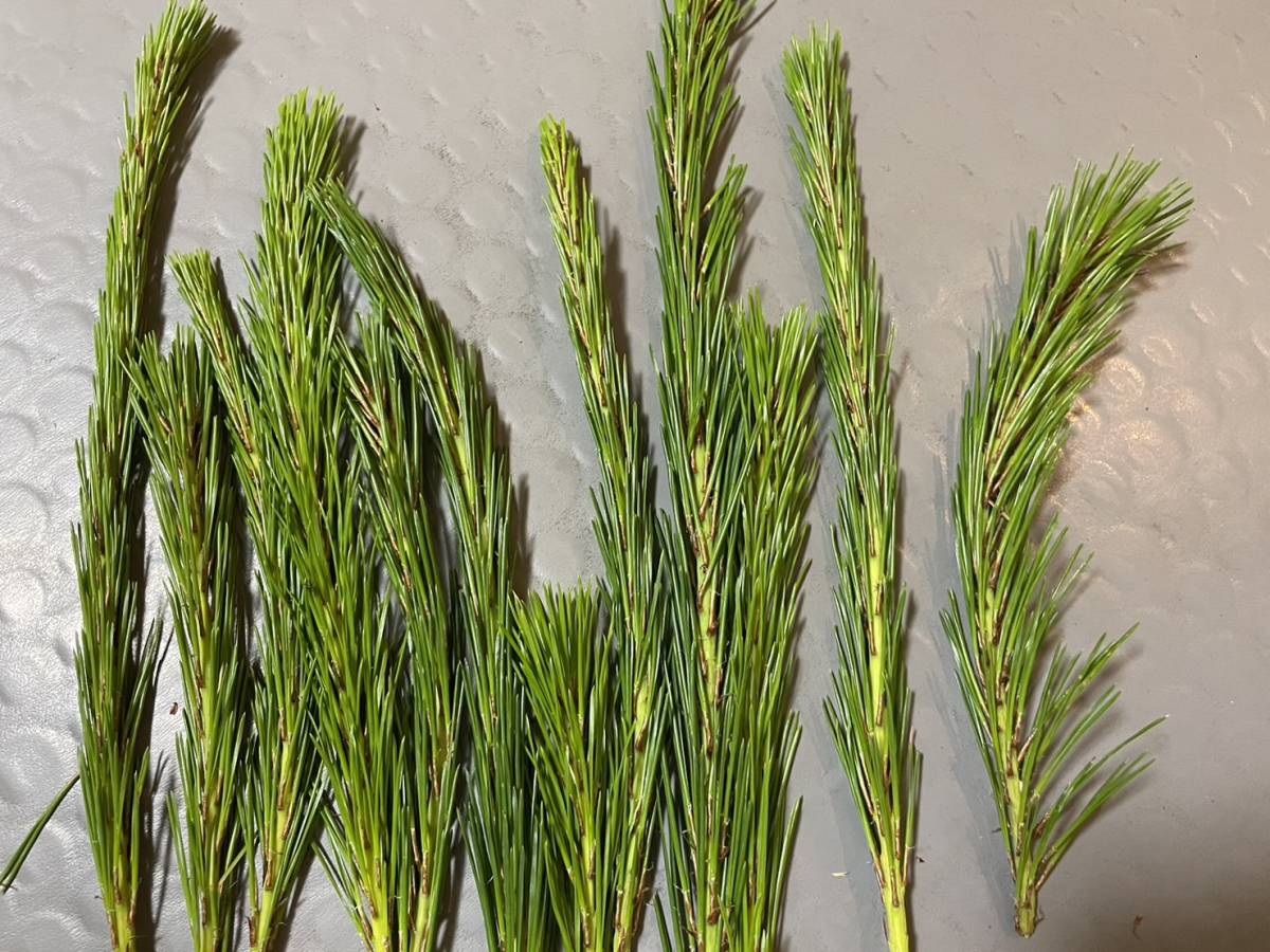  less pesticide natural red pine. leaf 350g blood vessel . strongly beautiful . do, present-day sick prevention .!