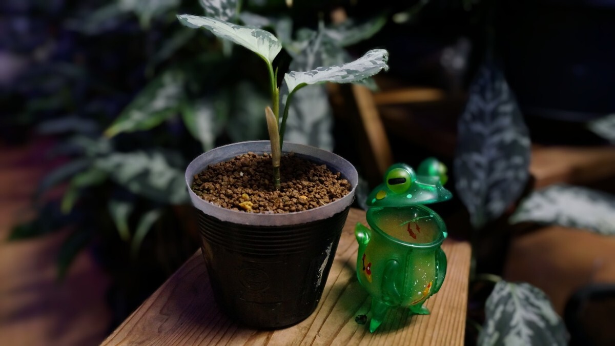 アグラオネマ ピクタム '氷輪白鵠' ひょうりんびゃっこう LA便 ネームド 増殖株 Aglaonema pictumの画像7