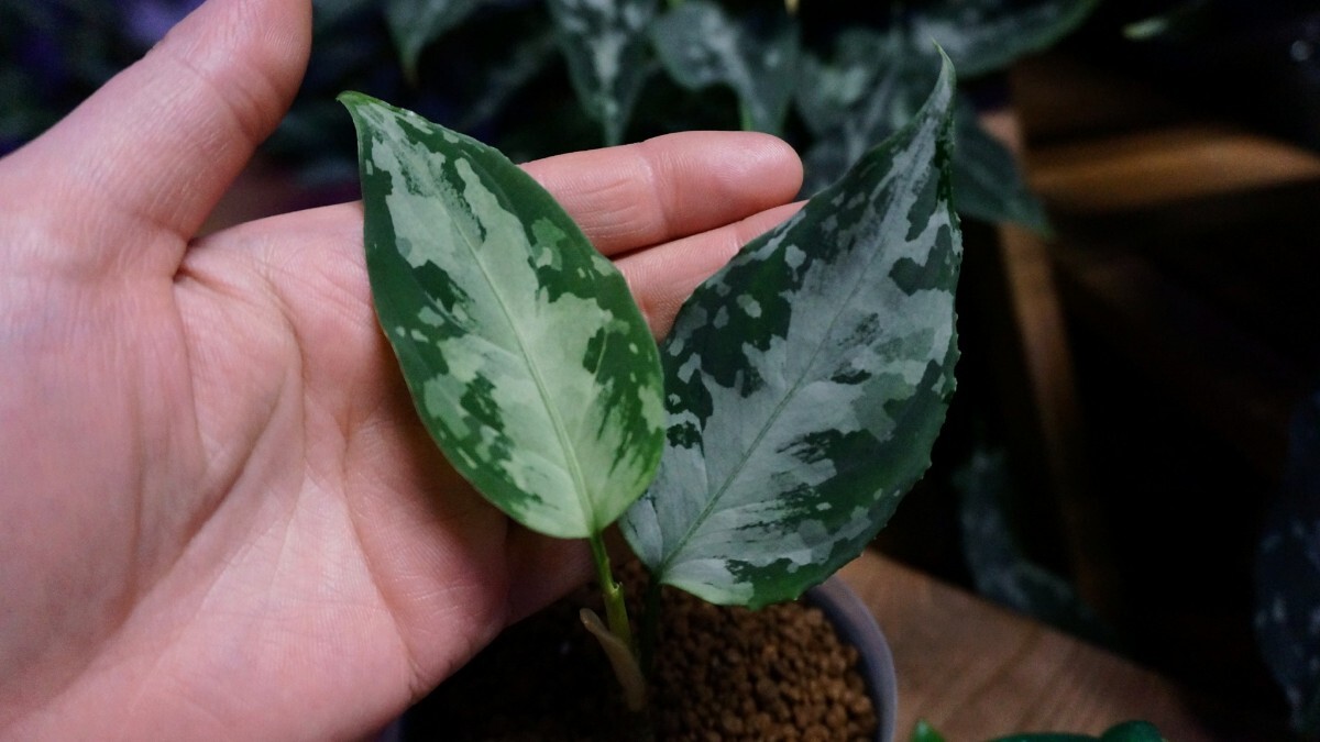 アグラオネマ ピクタム '氷輪白鵠' ひょうりんびゃっこう LA便 ネームド 増殖株 Aglaonema pictumの画像6