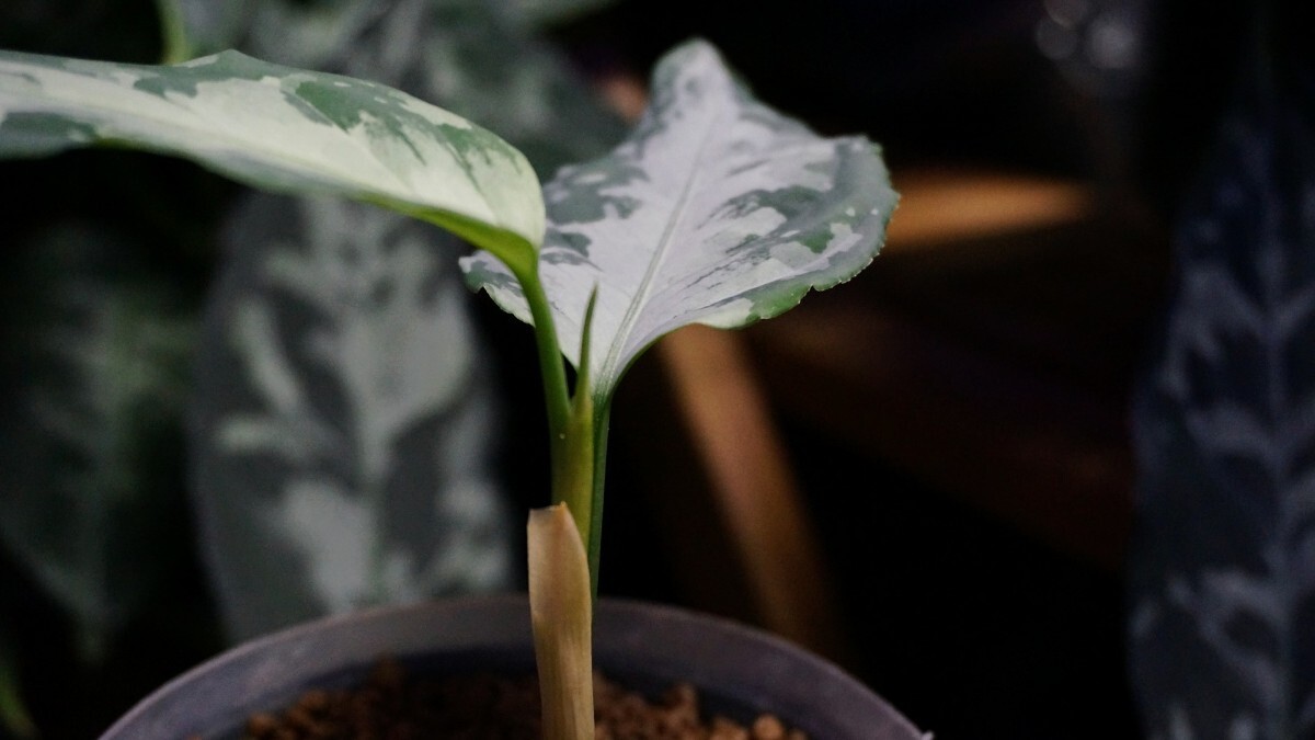 アグラオネマ ピクタム '氷輪白鵠' ひょうりんびゃっこう LA便 ネームド 増殖株 Aglaonema pictumの画像8