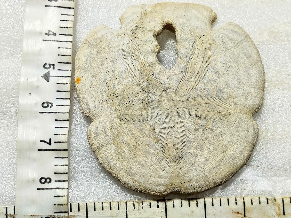 エンコペタ ミアミエンシス　⑥　フロリダ　ウニの化石　_画像3
