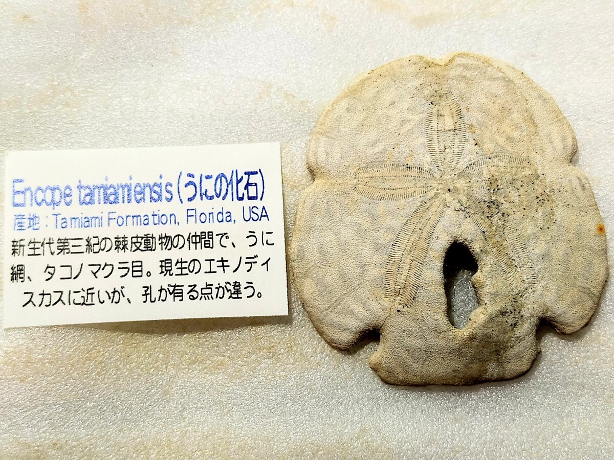 エンコペタ ミアミエンシス ⑥ フロリダ ウニの化石 の画像5