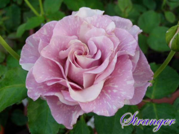 ◆ストレンジャー◆淡い紫の個性的な絞りが魅力の切花品種_画像4