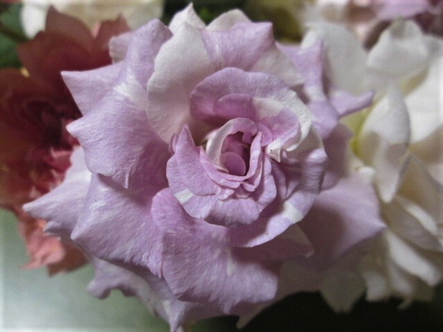 ◆ストレンジャー◆淡い紫の個性的な絞りが魅力の切花品種_画像6