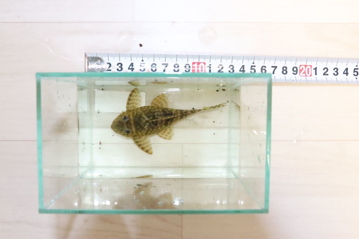 キンペコ　ブリード約２年買い込み個体　成魚　2匹セット_画像4