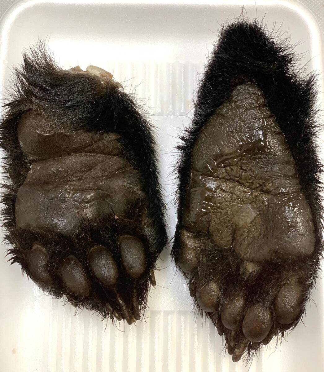 【ジビエ】ツキノワグマ　熊の手足　２個　６８５ｇ　鮮度良好　食品用_画像1