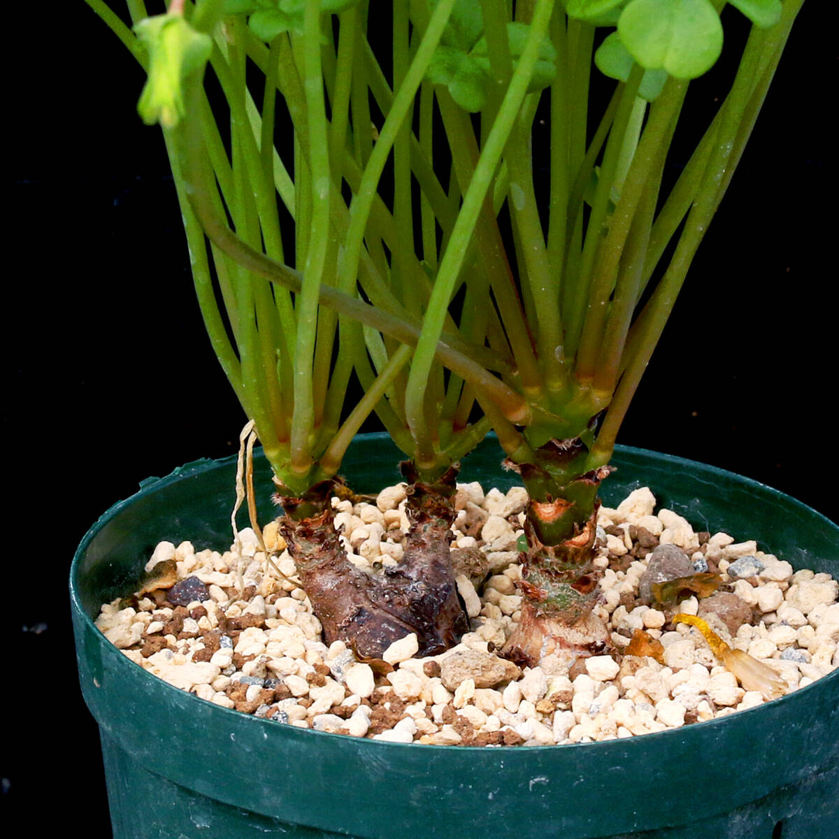【温室整理SALE】オキザリス・メガロリザ 2本植え Oxalis megalorrhiza 幹立ちする木性オキザリス ∂∂∂_画像2