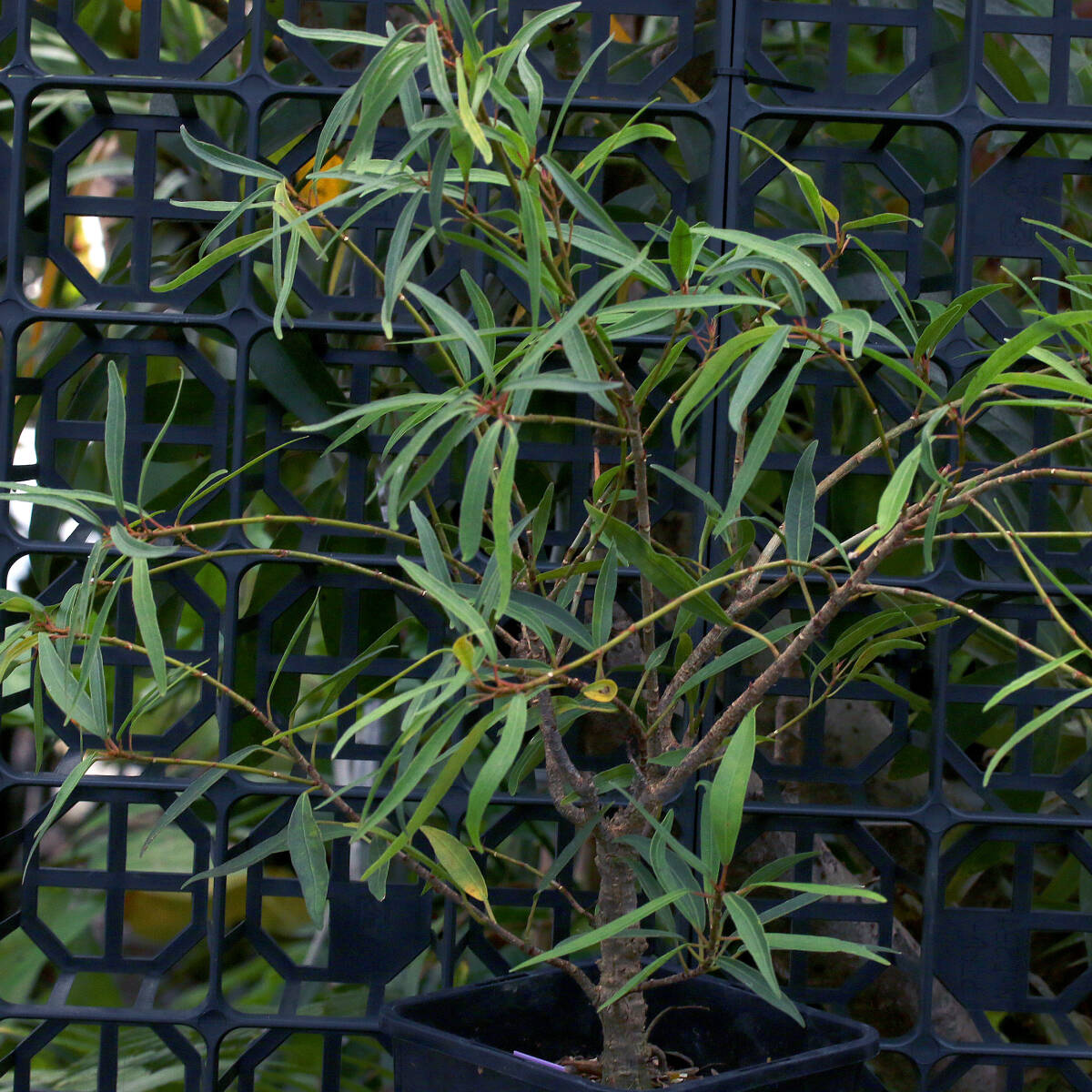 フィカスsp 参考画像あり 東南アジア産不明種 Ficus sp.neriifolia salicaria ∂∂∂の画像4