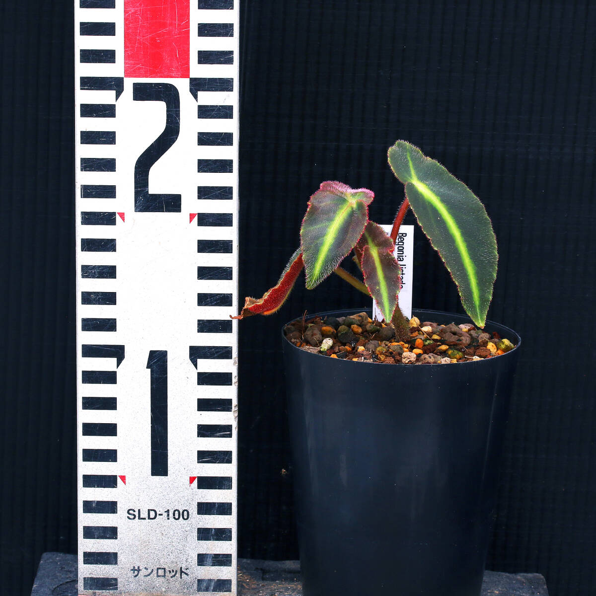 【温室整理SALE】ベゴニア・リスタダ Begonia listada ∂∂∂_画像3