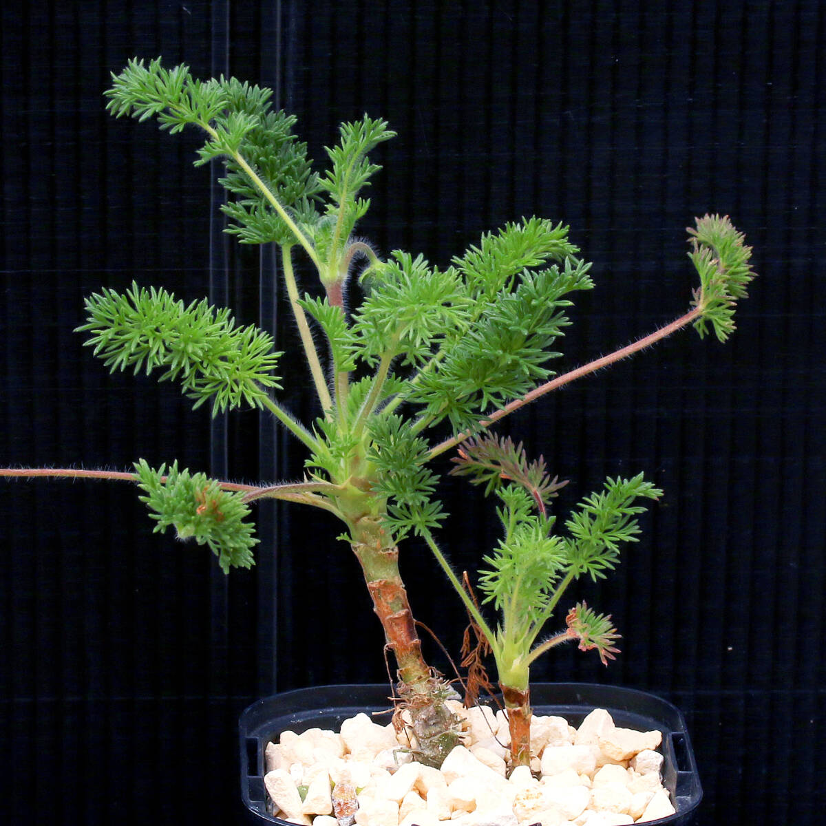 ペラルゴニウム・オレオフィルム Pelargonium oreophilum コーデクス ∂∂∂_画像1