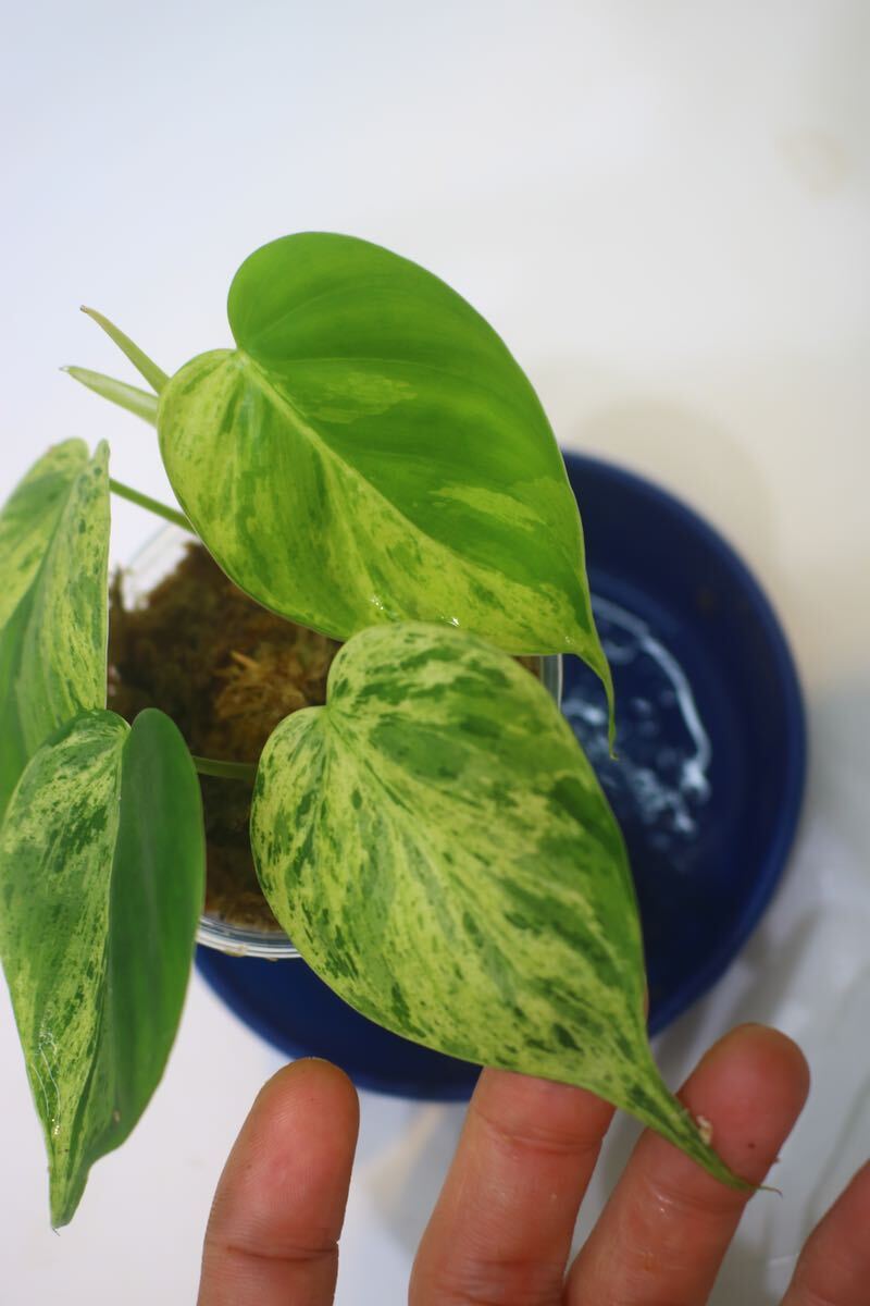 3/31落札 出品番号2番 Philodendron scandens oxycardium ` White Phantom` オキシカルデューム ‘ホワイトファントム‘の画像4