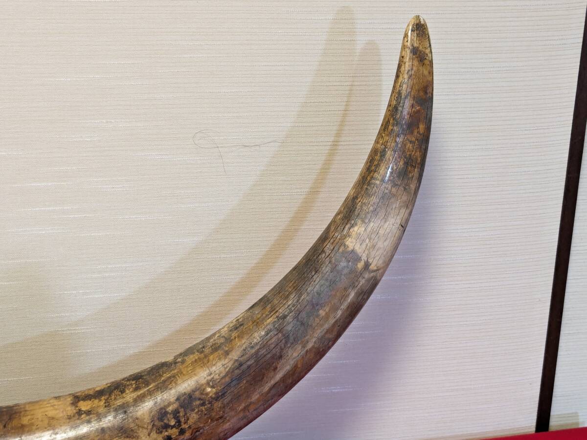 牙 一本物 一本牙 白材芯料 天然素材 象牙風 全長約96cm 重量約13㎏ オブジェ （30-4）の画像2