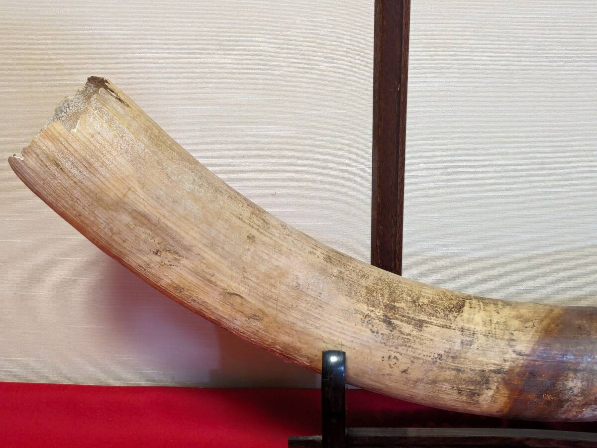 牙 一本物 一本牙 白材芯料 天然素材 象牙風 全長約96cm 重量約13㎏ オブジェ （30-4）の画像4