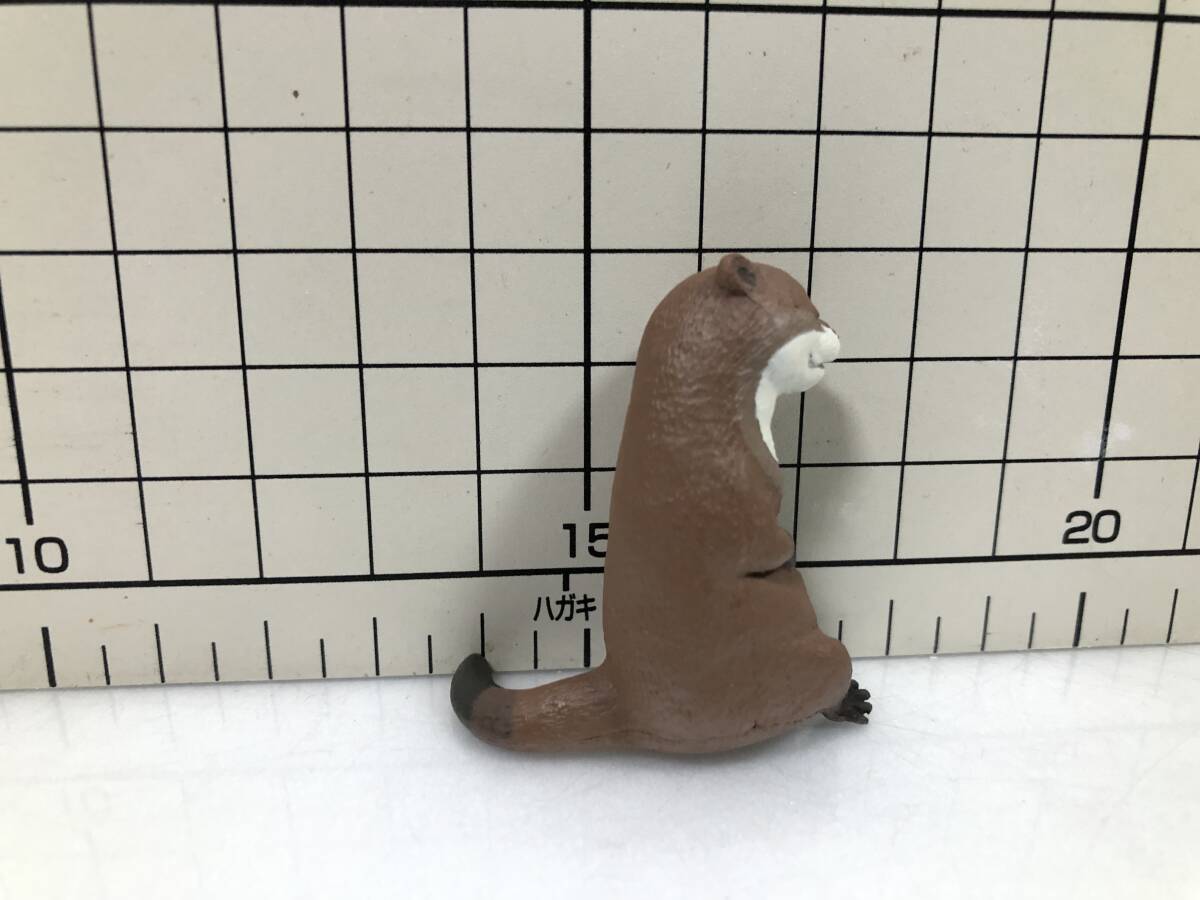 いっしょにねんね かわうそ　カワウソ　 エール 　 動物　フィギュア ガチャ ガチャポン カプセルトイ　添い寝_画像4