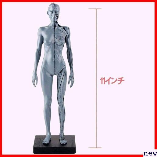人体モデル 女 グレー スタンド付き 1:6 彫刻 ペインティング 人体筋肉 約30cm 11インチ 人体模型 189の画像7