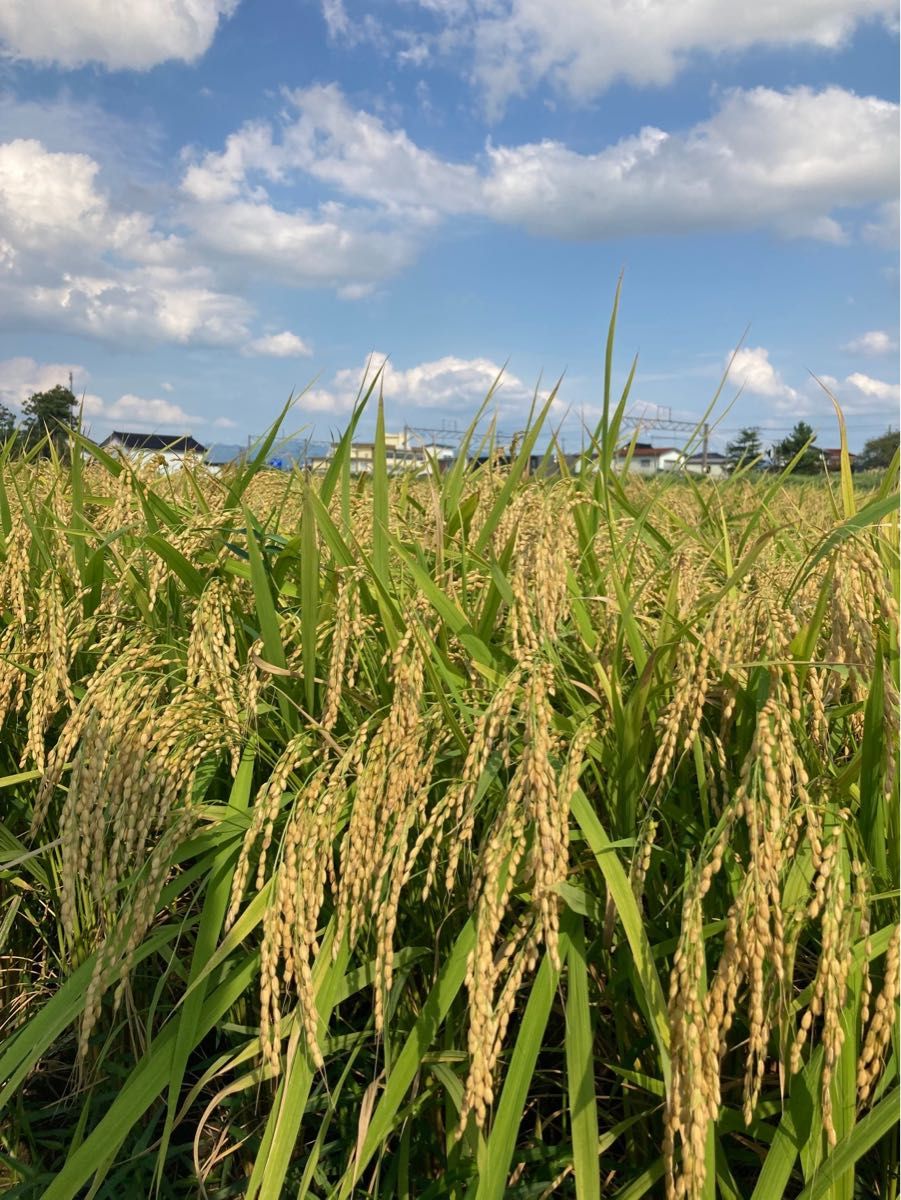 つや姫　20kg 中米　業務米　令和5年　山形　特別栽培米
