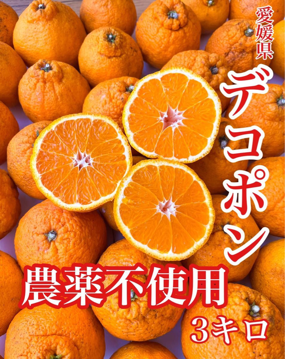 デコポン　愛媛県産　無農薬　3キロ　不知火　みかん