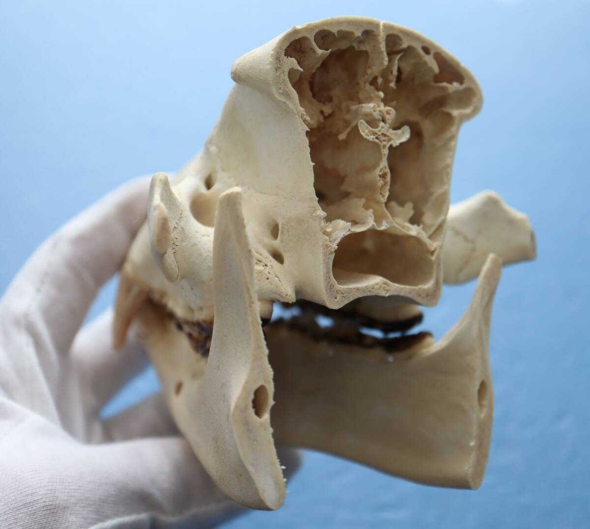 ツキノワグマ 頭蓋骨・頭骨ハーフ 貴重 マタギ捕獲の画像9