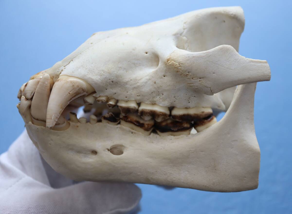 ツキノワグマ 頭蓋骨・頭骨ハーフ 貴重 マタギ捕獲の画像1