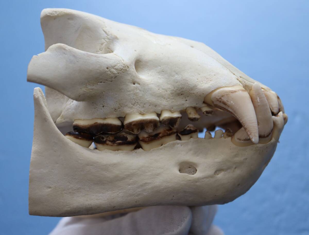 ツキノワグマ 頭蓋骨・頭骨ハーフ 貴重 マタギ捕獲の画像2