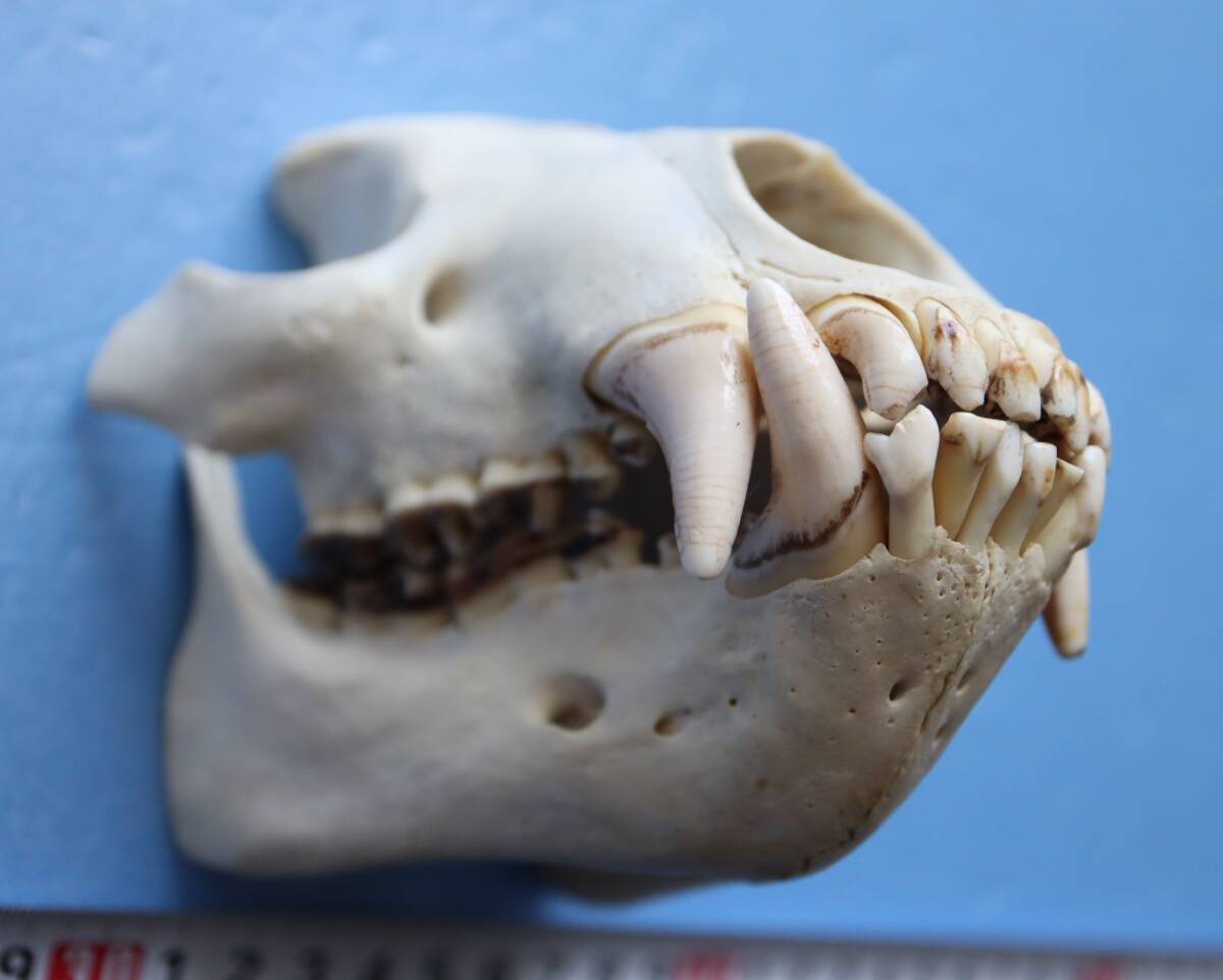 ツキノワグマ 頭蓋骨・頭骨ハーフ 貴重 マタギ捕獲の画像4