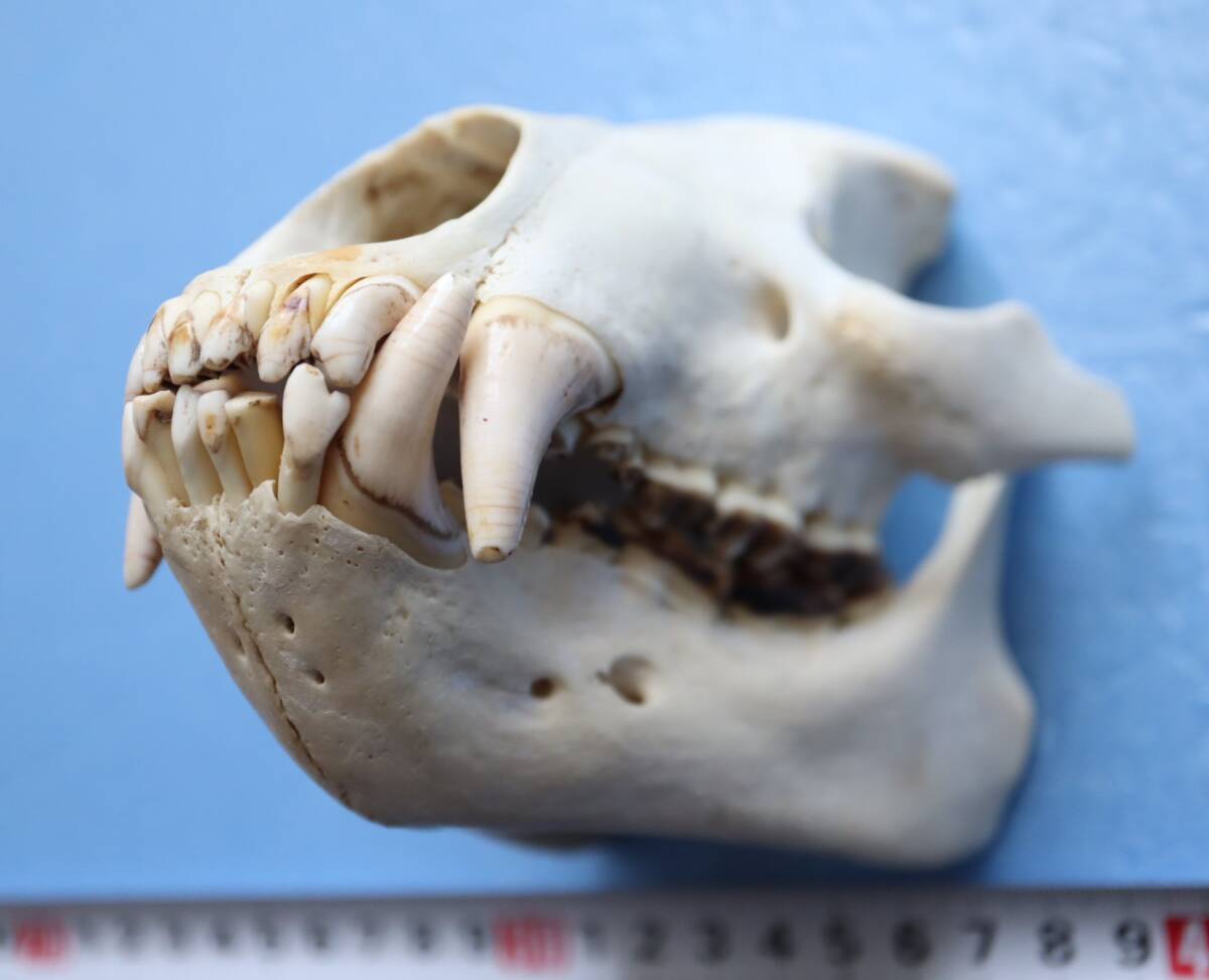 ツキノワグマ 頭蓋骨・頭骨ハーフ 貴重 マタギ捕獲の画像3