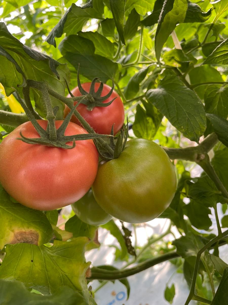 静岡県産　フルーツトマト　中玉　1.2kg 減農薬　農家直送