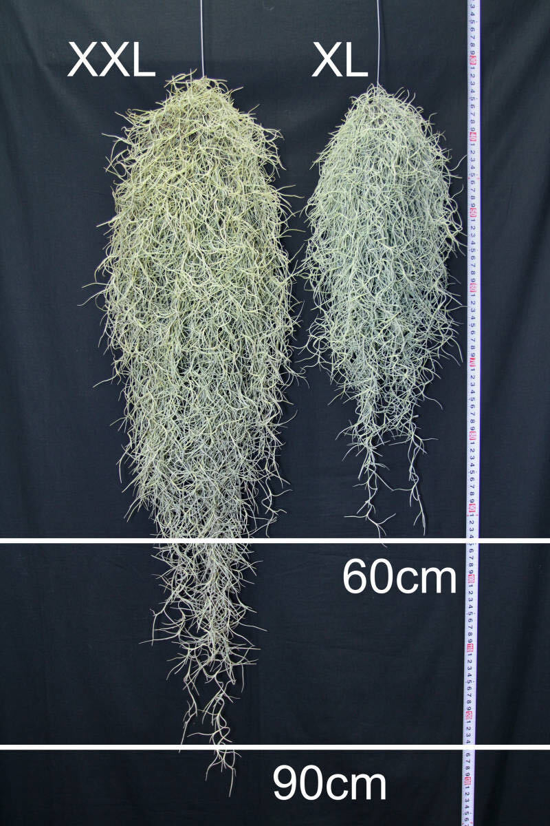 特大サイズのスパニッシュモス　（60cm over）　チランジア　エアプランツ　ウスネオイデス　スワッグ_画像3