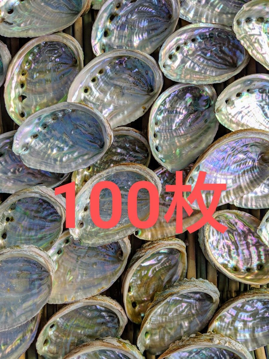 アワビ貝殻 アバロンシェル 100枚セット(^-^)v