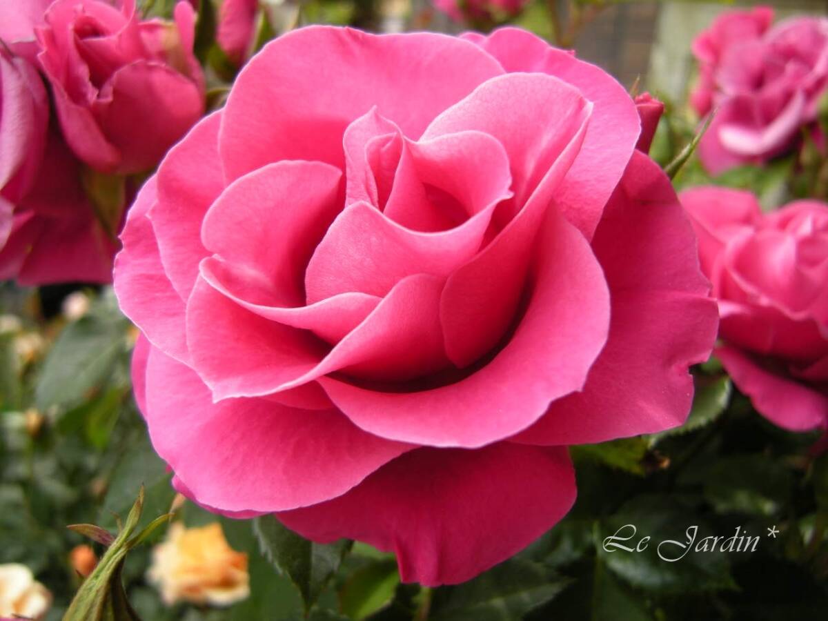 【マリアカラス（新苗）】ローズピンクのバラ・四季咲き銘花・ＨＴ・ハイブリッドティ_画像1