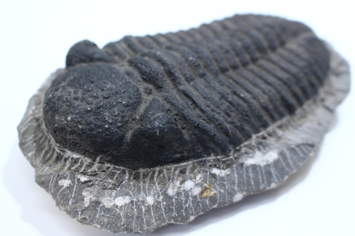 e789 希少品 モロッコ産 三葉虫 化石 2点 総重量1,255g 化石 標本 _画像3