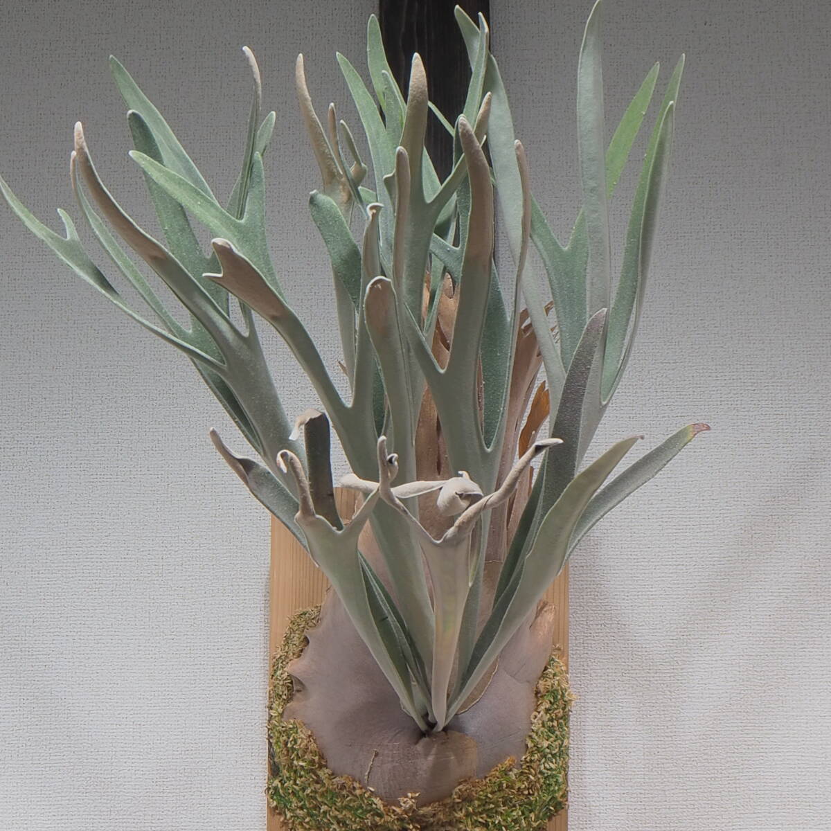 Yahoo!オークション - P.veitchii sp ILF【ビカクシダ】 Yahoo!オークション - P.veitchii sp ILF【ビカクシダ】