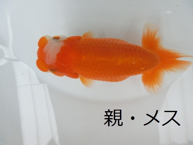 【英游】らんちゅう　※30日発送限定※稚魚　2回目選別漏れ　28－1(親画像有り)※同梱不可※_画像4