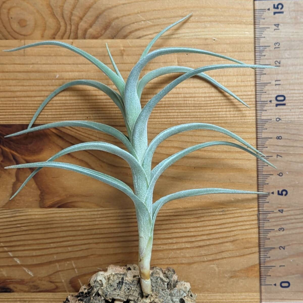 Tillandsia 'Mystic Rainbow'　チランジア ミスティックレインボー 　ティランジア_画像2