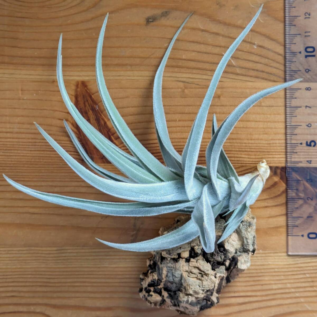 Tillandsia xiphioides　チランジア クシフィオイデス　ティランジア_画像1