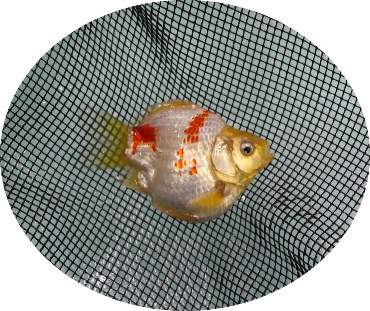 【ＫＨＦ】 金魚 玉サバ 当歳魚 約９Ｃｍ 青木養鯉場産（山古志）C24Bの画像1