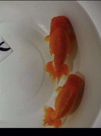  large ten thousand golgfish production goldfish golgfish opening two -years old 