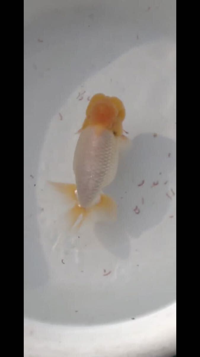  goldfish golgfish famous bleeder production approximately 17 centimeter 