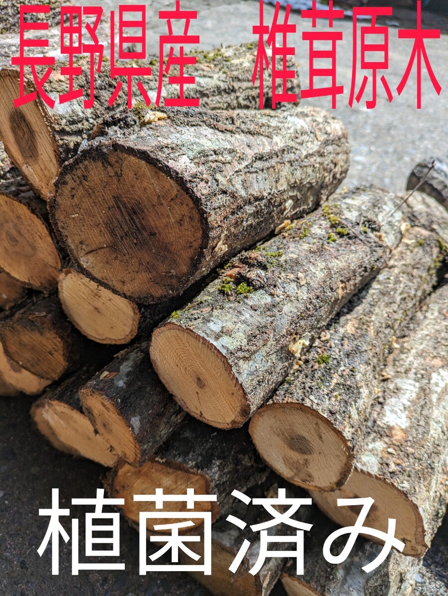 長野県産　原木椎茸ほだ木3本　植菌済み_画像1